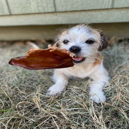Jack's Premium Pig Ear