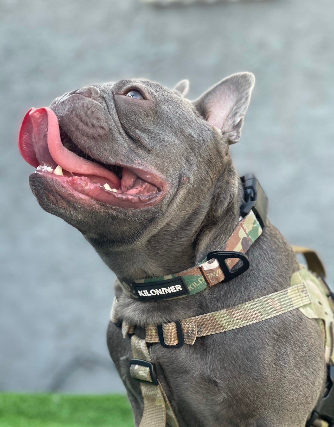 Kiloniner Strike Collar