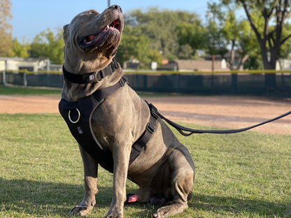 DUO 'American' Dog Collar