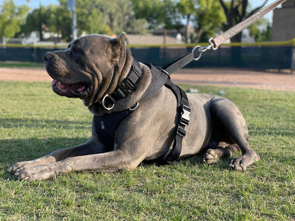 DUO 'American' Dog Collar