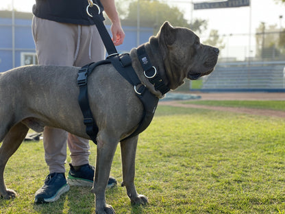 DUO 'American' Dog Collar
