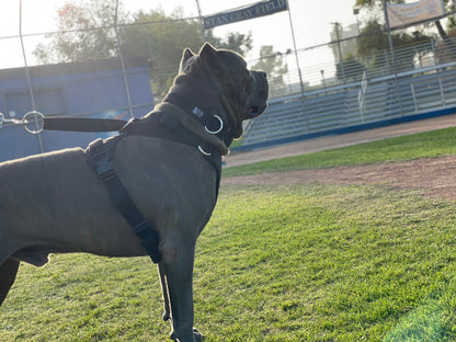 DUO 'American' Dog Collar