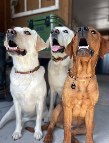 Whiskey Leather Works Saltwater Dog Collars