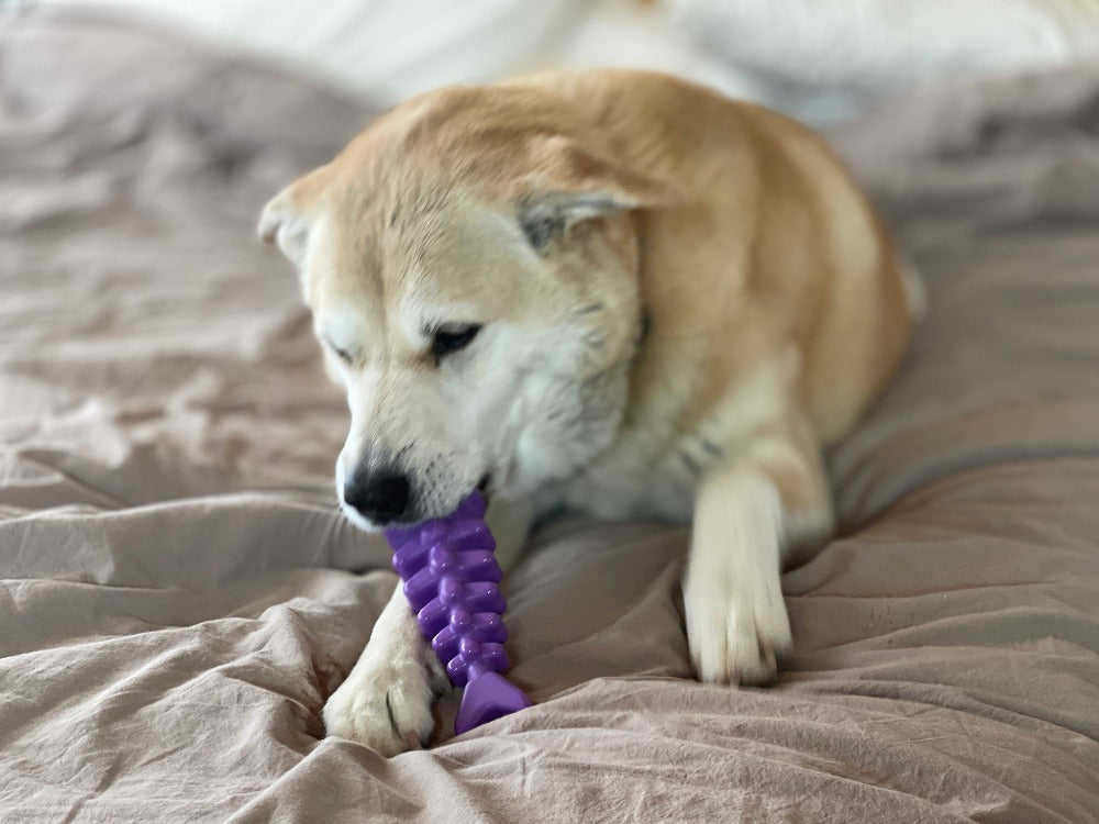 Fish Bone Ultra Durable Nylon Chew Toy