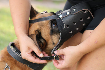 Belgian Malinois Genuine Leather Immobilization Muzzle