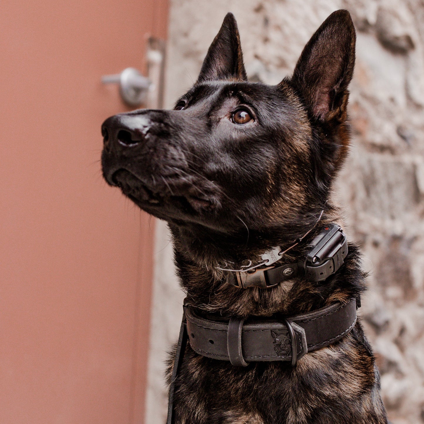 The Golden Ranch 1.5" Black Latigo Collar