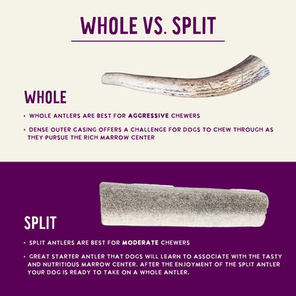 Natural Elk Antlers - Whole