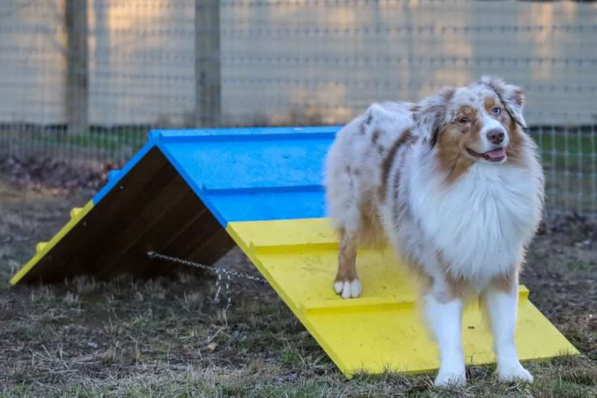 Better Sporting Dogs Dog Agility A-Frame – Arrives Fully Assembled