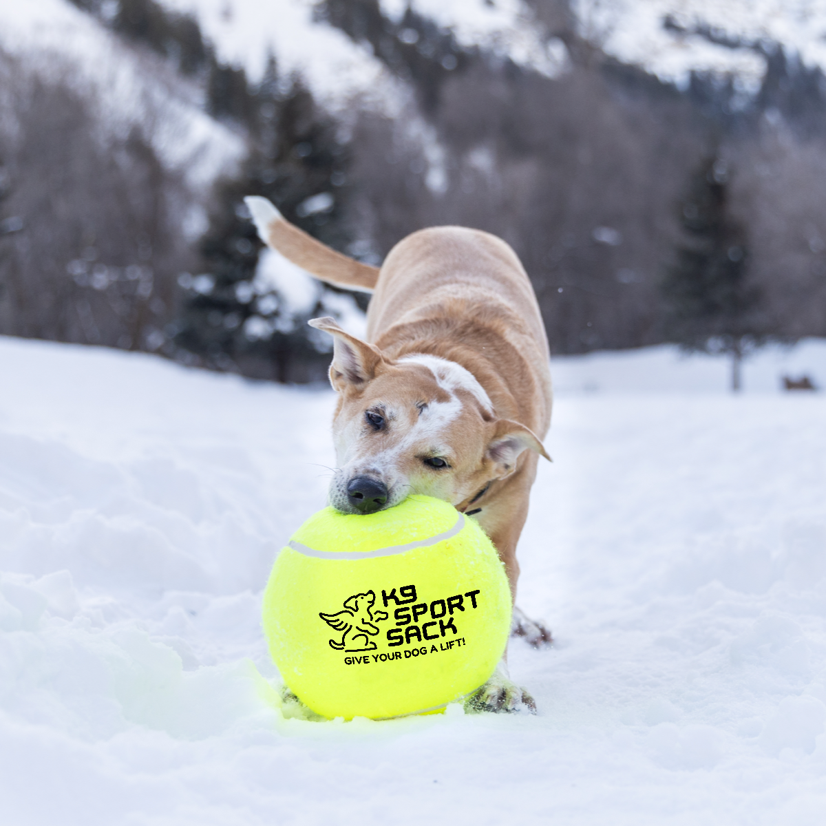 K9 Sport Sack Too Big to Chew Tennis Ball