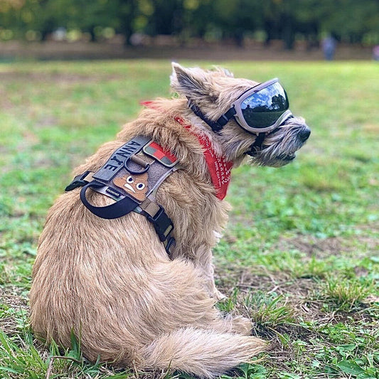 Kiloniner K9R - M1 LightSpeed Harness