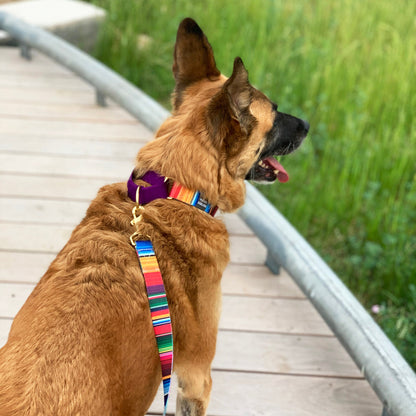 not-so-basic leash / serape