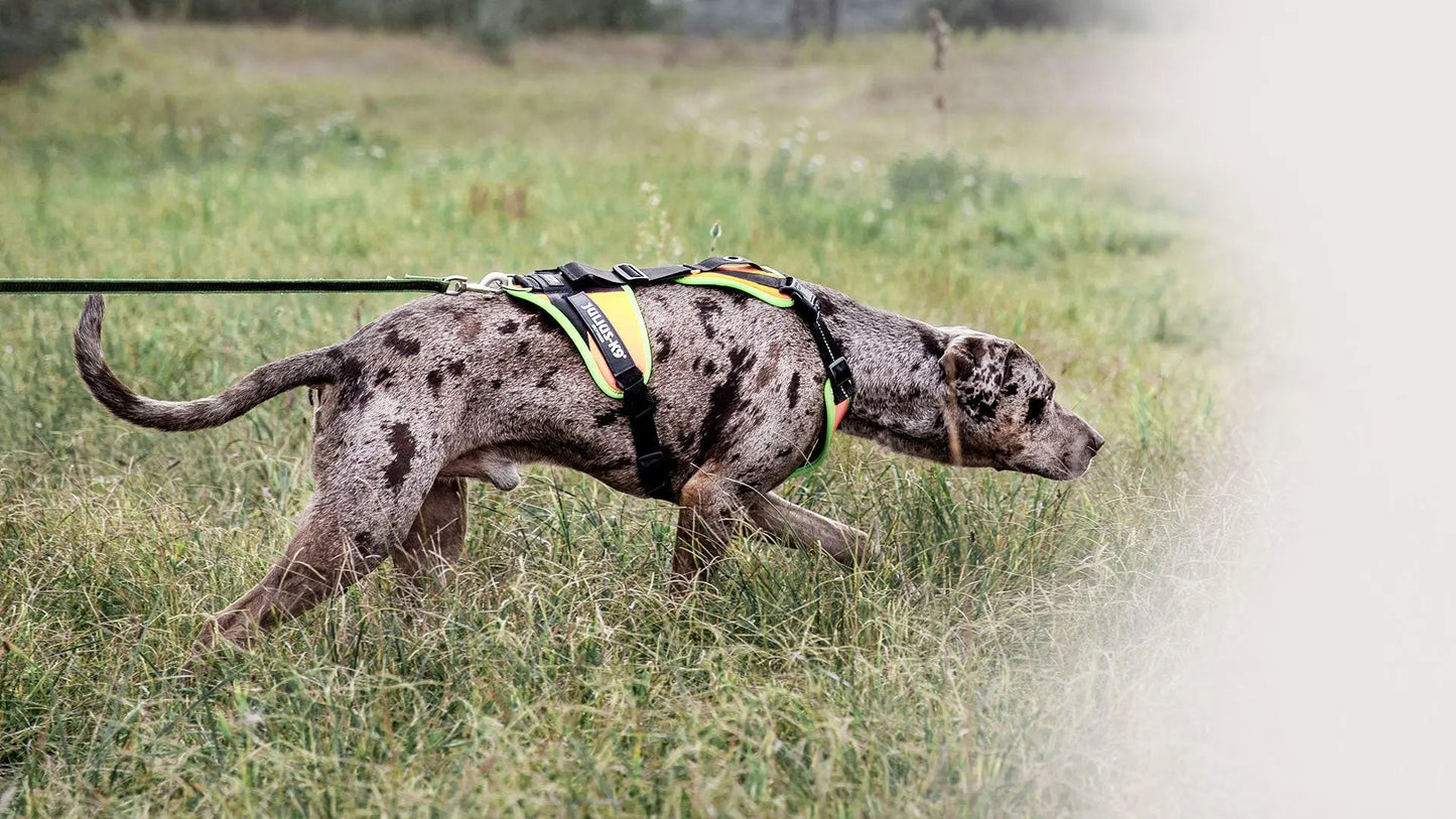 Julius-K9 Mantrailing Dog Harness