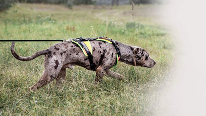 Julius-K9 Mantrailing Dog Harness