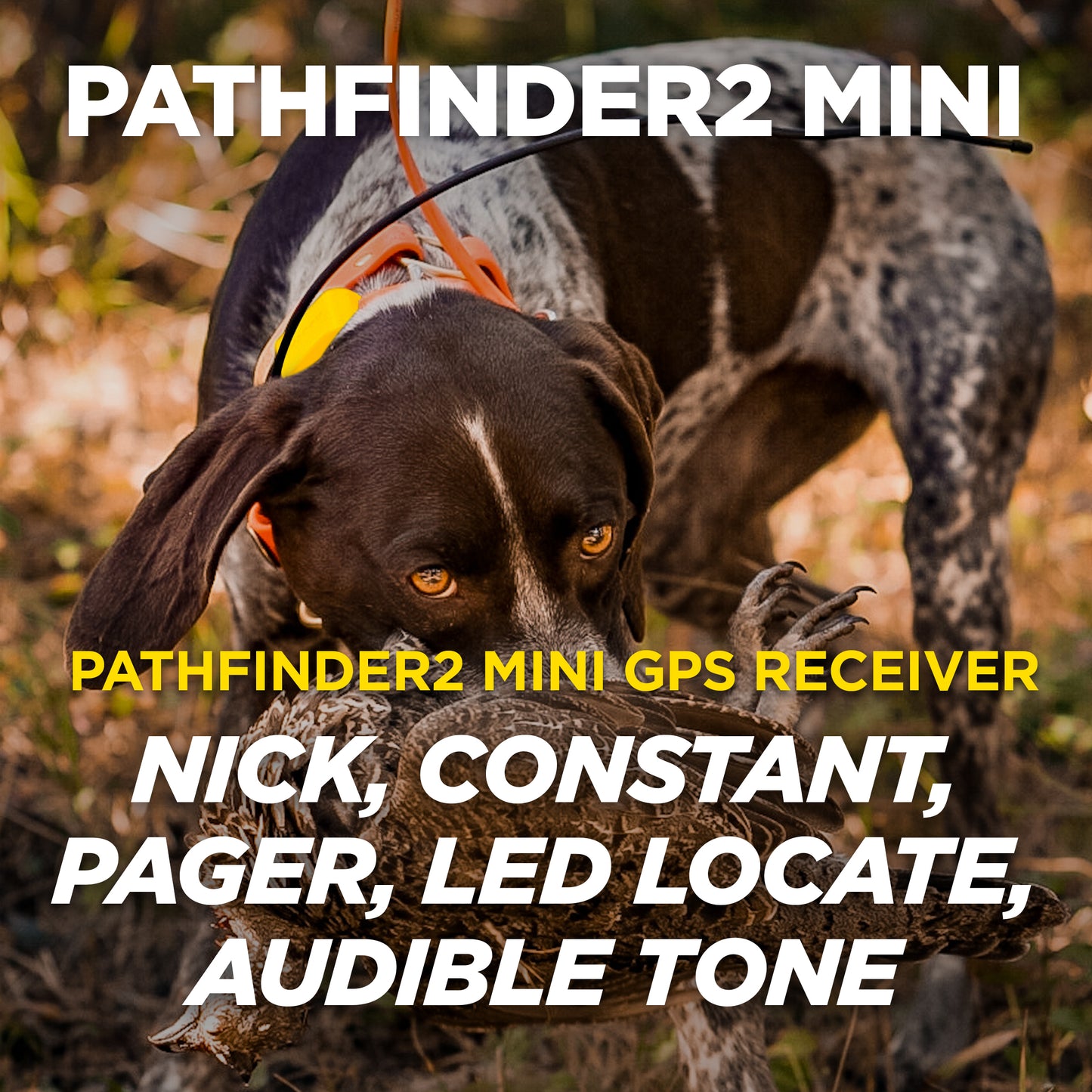 Dogtra Pathfinder2 Mini