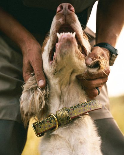 Pointer Traditions Sporting Dog Collar - Brook Trout