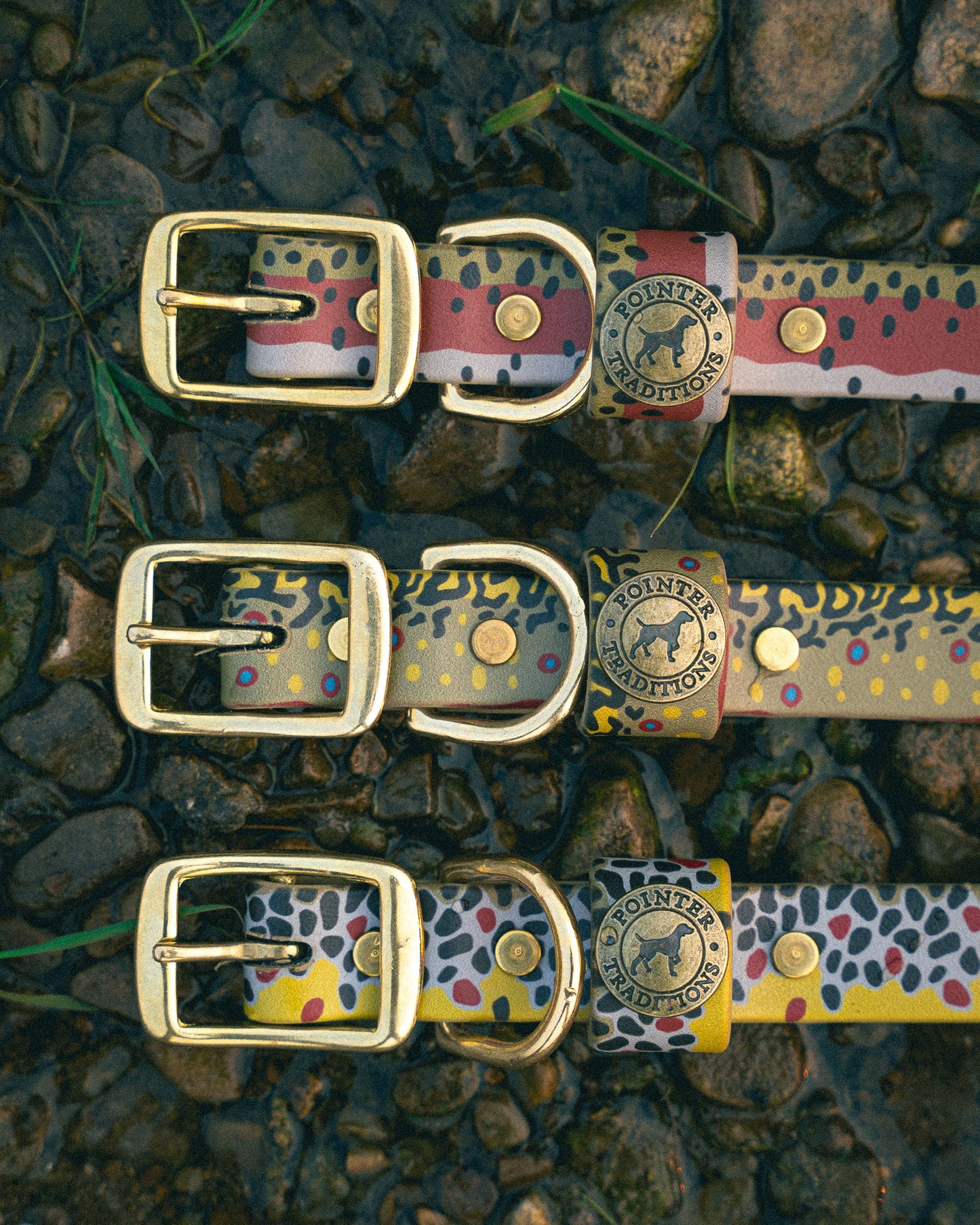 Pointer Traditions Sporting Dog Collar - Rainbow Trout