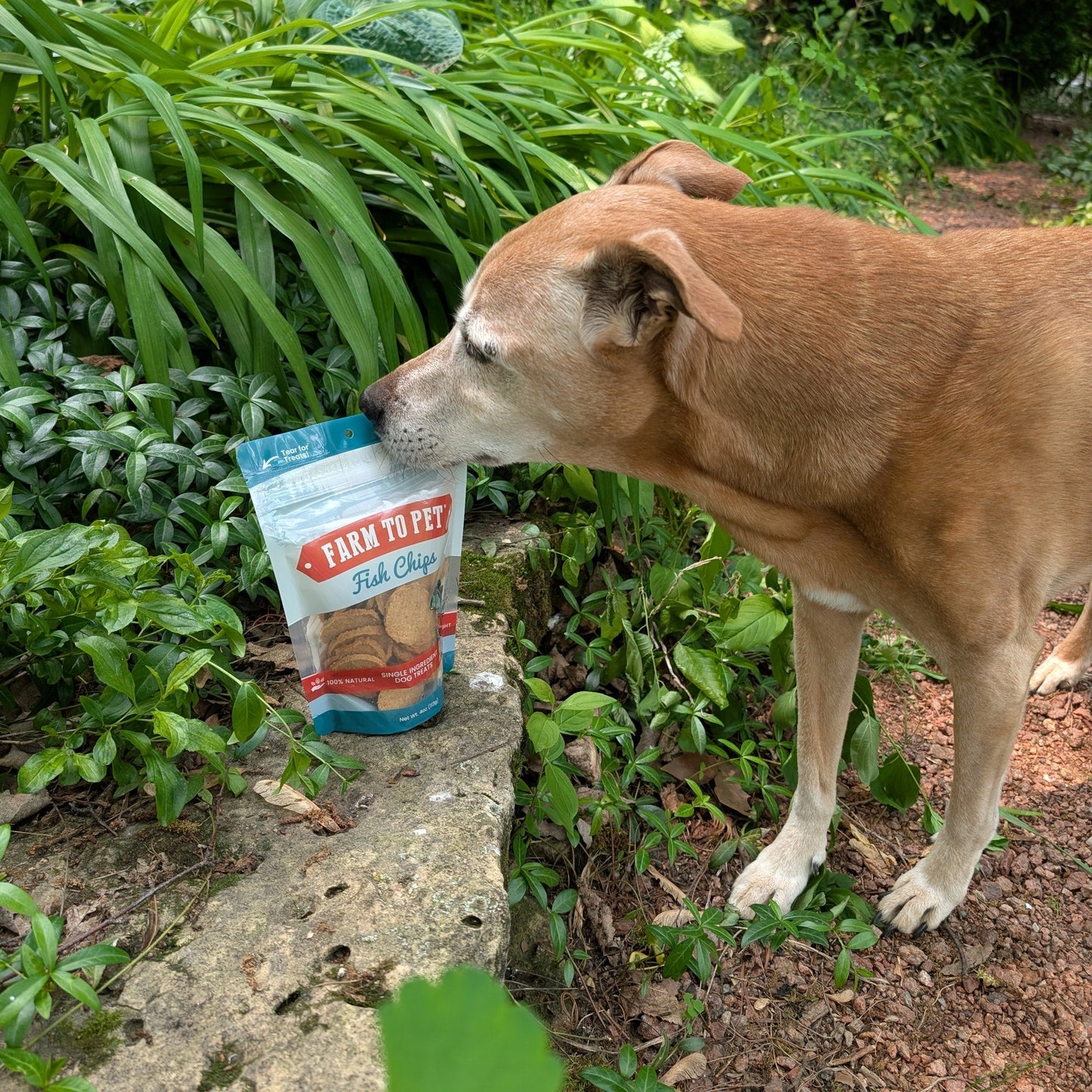 Fish Chips for Dogs | Wild-Caught Fish Dog Treats