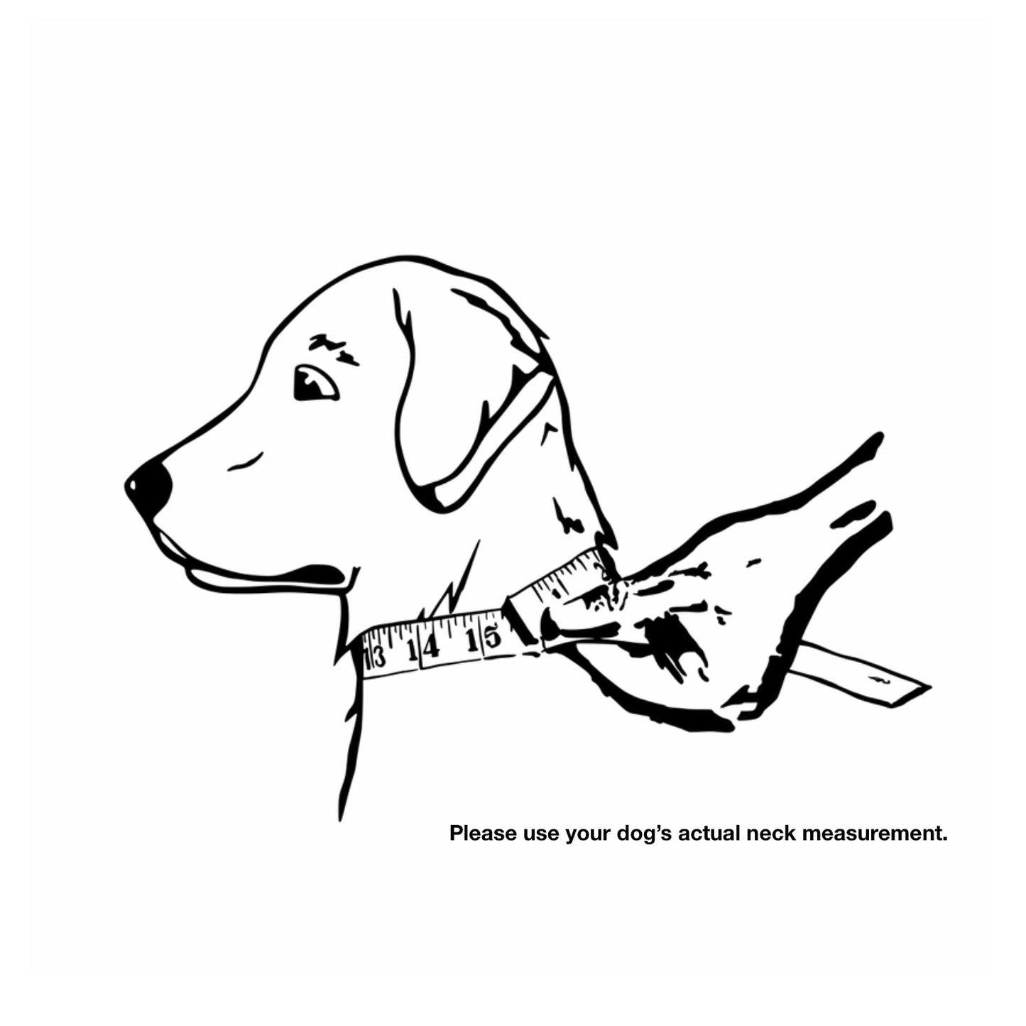 The Golden Ranch 1.5" Black Latigo Collar