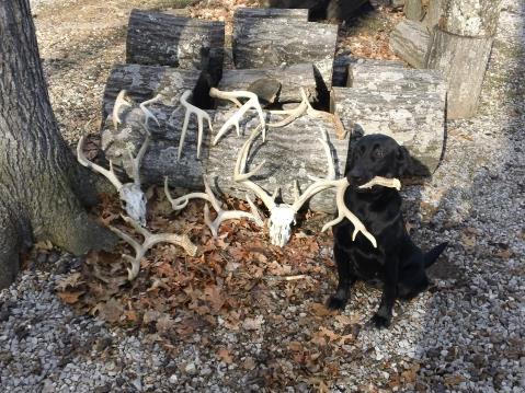 Ultimate Shed Dog Training Bundle by HuntEmUp