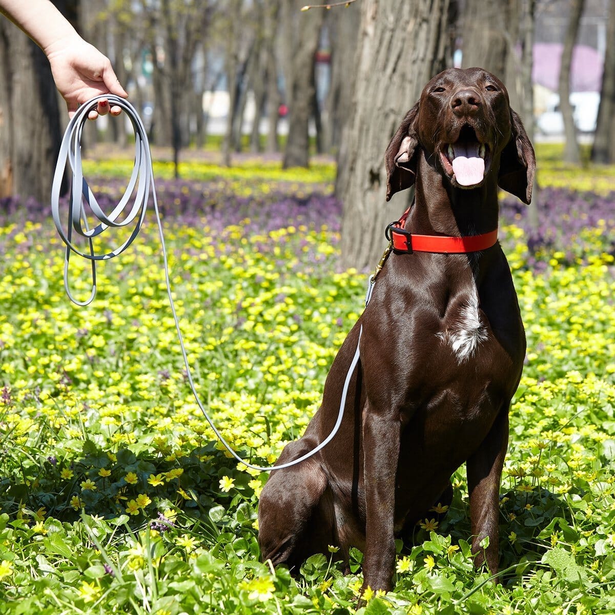 Biothane Working Dog Lead 6ft