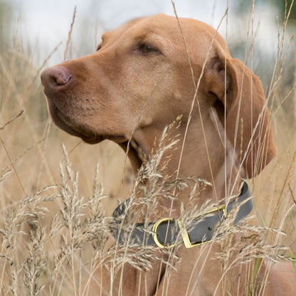 Viper Biothane Waterproof Dog Collar - Brass Hardware - Size S (12" - 15")