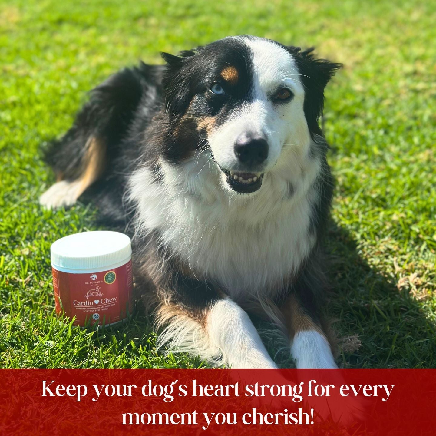 CardioChew – Advanced Heart Support Supplement for Dogs