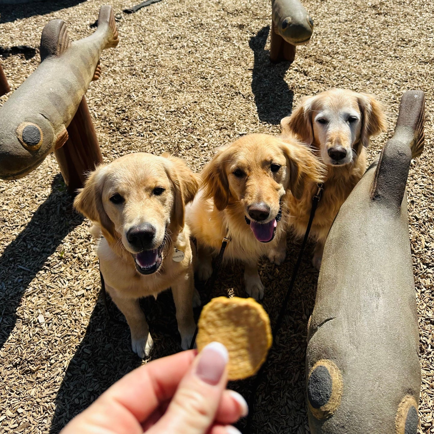 Fish Chips for Dogs | Wild-Caught Fish Dog Treats