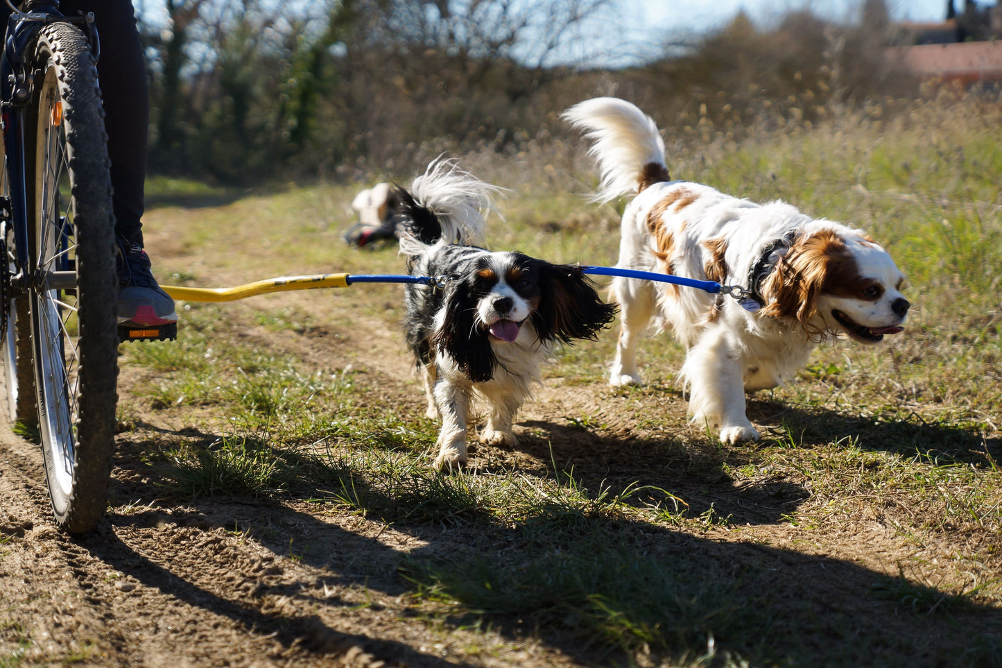 Dog Coupler for Biking and Walking