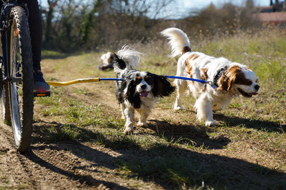 BTL Double Dog Package
