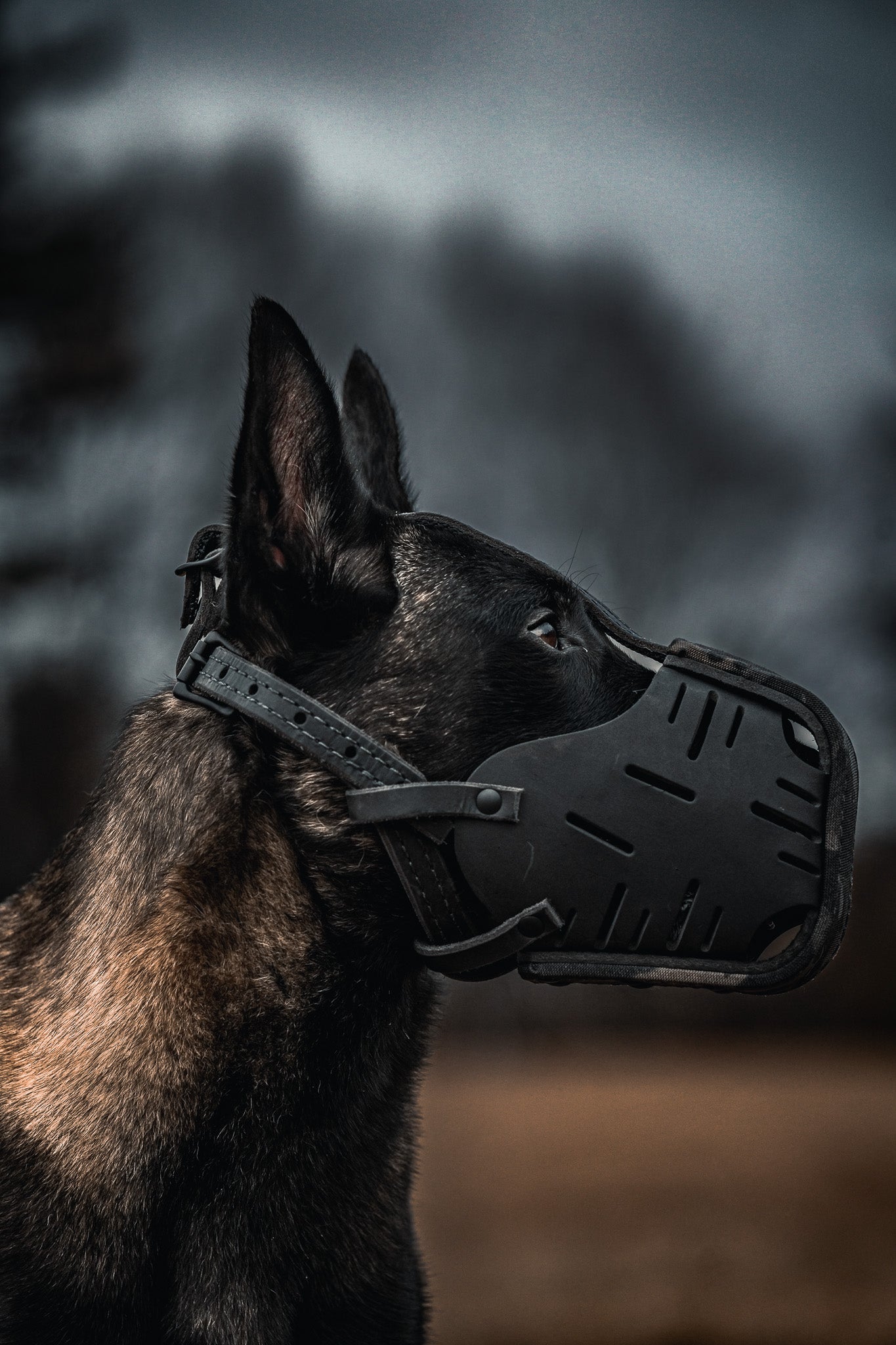 The Golden Ranch Black Multicam Cordura Wrapped Dog Muzzle