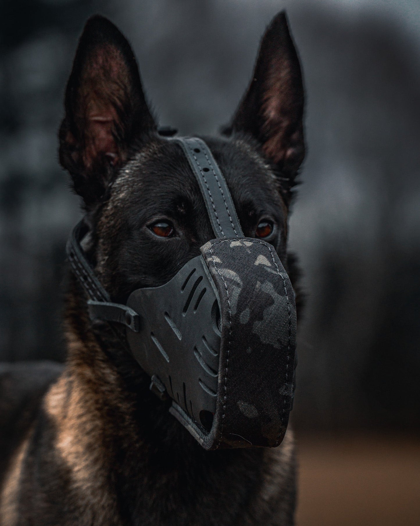 The Golden Ranch Black Multicam Cordura Wrapped Dog Muzzle