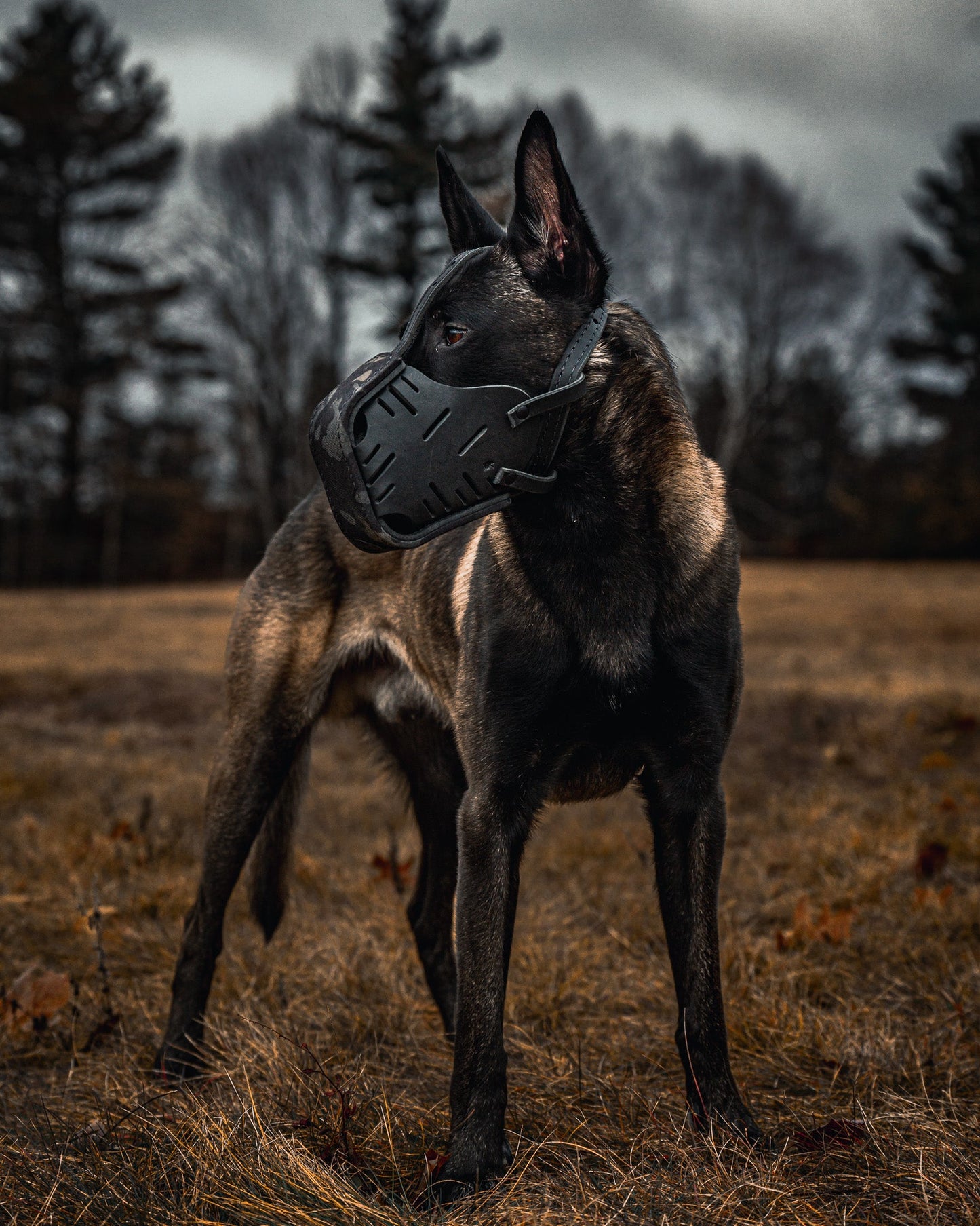 The Golden Ranch Black Multicam Cordura Wrapped Dog Muzzle