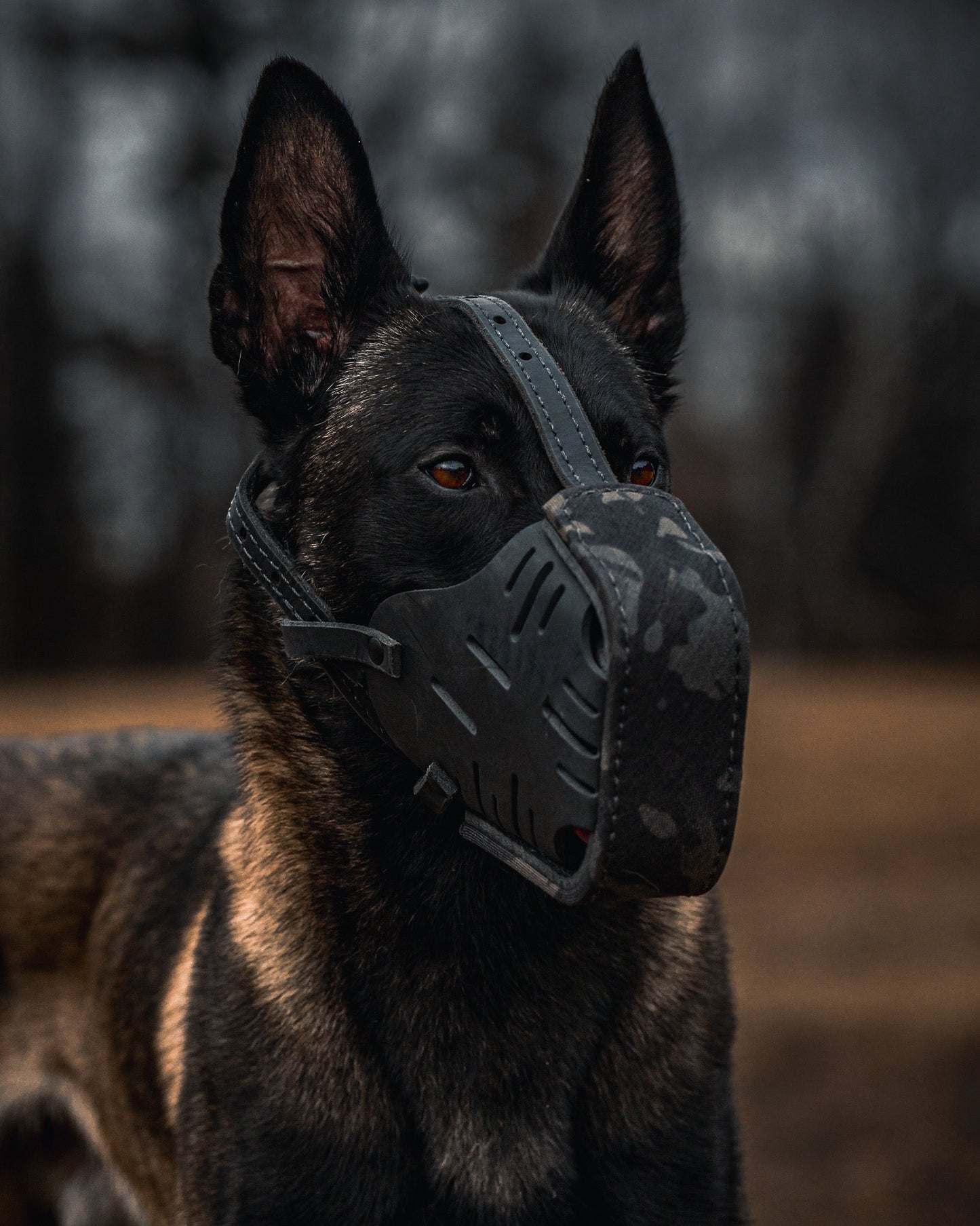 The Golden Ranch Black Multicam Cordura Wrapped Dog Muzzle
