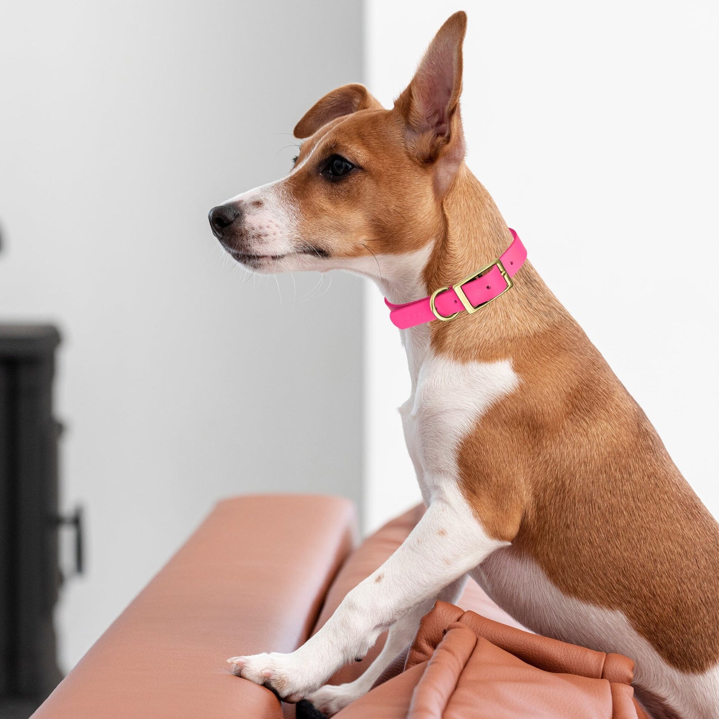 Viper Biothane Waterproof Dog Collar - Brass Hardware - Size L (18 to 22 inches)