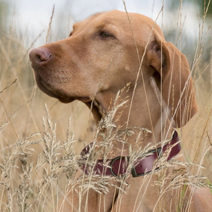 Biothane Waterproof Dog Collar - Small (12 to 15 inches)