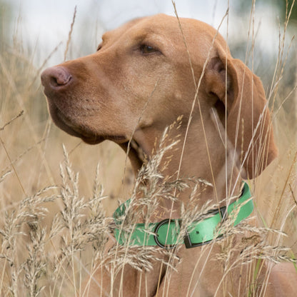 BioThane Waterproof Dog Collar - XS: L 9"-12" x W 1/2" - Black OR Brass Hardware