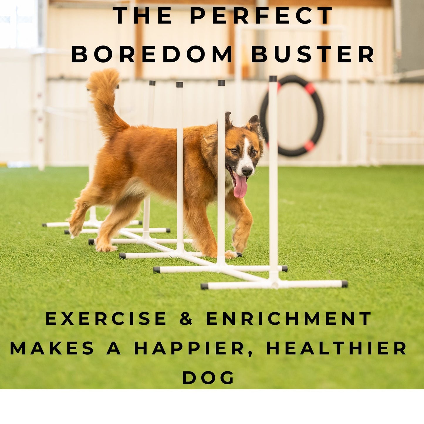 Basic Agility Equipment Set (5 Piece)