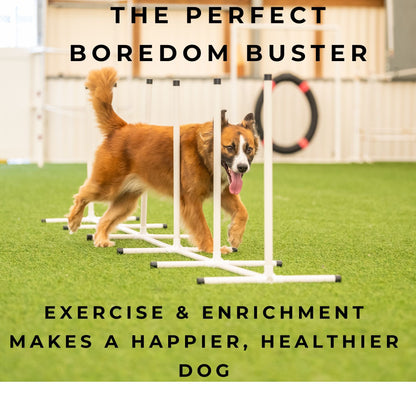 Basic Agility Equipment Set (5 Piece)