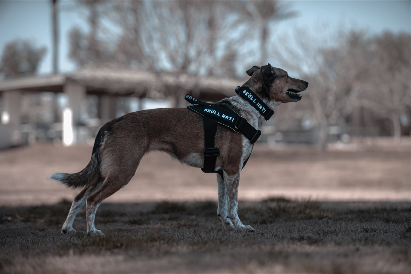 SKÖLLHATI NYLON "FORSETI" HARNESS