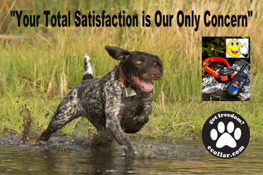SHORT HAIR POINTER BANNER (IN POND) 4X6