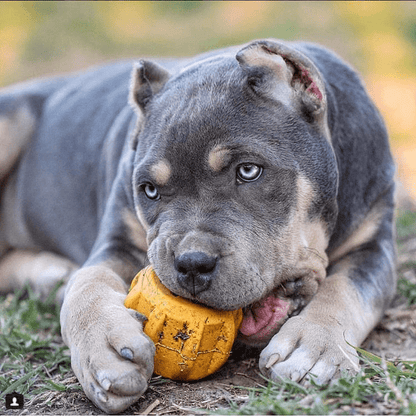 Gear eDispener Durable Rubber Treat Holder and Chew Toy